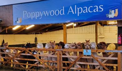 Alpaca Farm
