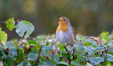 Robin