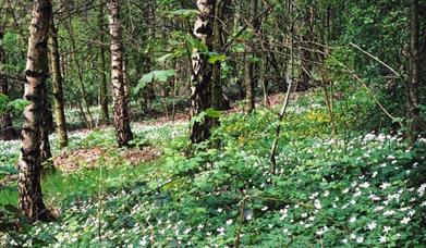 Philips Park Woodland