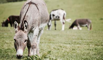 Donkeys on Grass Field
