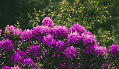 Purple Rhododendron